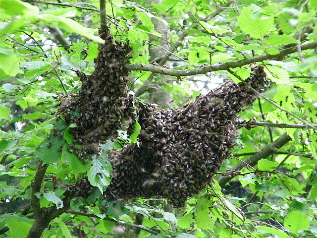 Un essaim d'abeilles typique